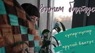 Вяжем бактус в технике энтерлак