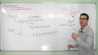 INJURIA ACTIVACIÓN Y DISFUNCIÓN ENDOTELIAL