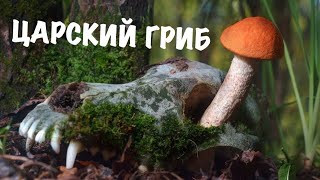 Царский гриб за 1000$ Грибная охота на ямале,подосиновик,белый гриб,грибной ковер!
