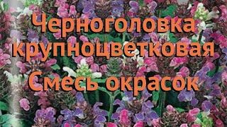 Черноголовка крупноцветковая Смесь окрасок ? обзор: как сажать, семена черноголовки Смесь окрасок