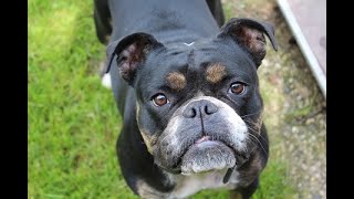 Old English Bulldog Lykke stellt sich vor - Weihnachtswunder 2019