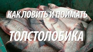 КАК ЛОВИТЬ И ПОЙМАТЬ ТОЛСТОЛОБИКА. РЫБА ТОЛСТОЛОБИК НА ТЕХНОПЛАНКТОН