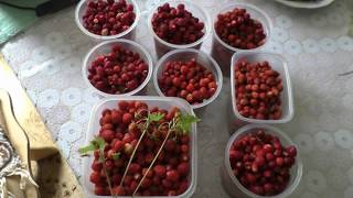 Сбор земляники. Секретные места (часть 2).