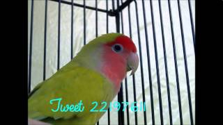 Meet Tweet!