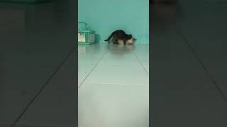 Hành trình Kết Đôi Của Mèo | HI PET