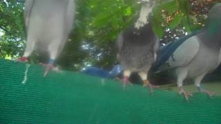 feeding my racing pigeon breeders and flyer cocks peanuts