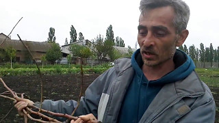 Ежевика  подсыхание кустов  13 05 2017