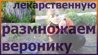 Вероника лекарственная размножение посадка уход выращивание. Как посадить веронику лекарственную.
