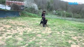 Köpeklere gel komutu nasıl öğretilir?