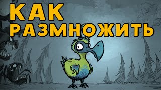 Как размножить птицу Дойдой в Don't Starve: Shipwrecked.