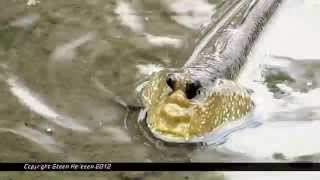 Moments with a Giant mudskipper - Sungei Buloh Wetland Reserve - Singapore