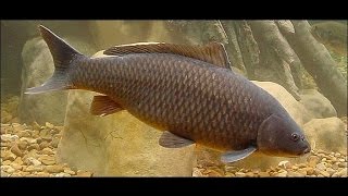 Ловля сазана на макуху.Астрахань ???