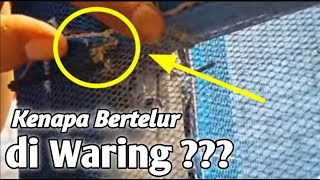 Jangan sampai telur bsf banyak TERBUANG..