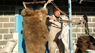 ЗАБОЙ ОВЦЫ. КАК ПРАВИЛЬНО СНЯТЬ ШКУРУ И РАЗДЕЛАТЬ ОВЦУ