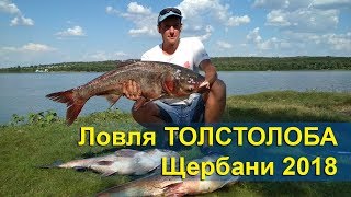 Ловля ТОЛСТОЛОБА | Щербани (Подлесное) 2018 | Удачная рыбалка