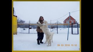 Алабаи Воронежа Питомник Сен Сао,щенки 5мес.