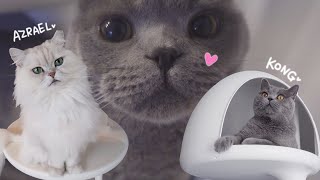Vlog #4 | (협찬) My lovely cats video | Gatoperro Catpole DIY | 가또페로 캣폴