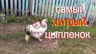 Курица и Маленькие Цыплята / и / Самый Хитрый Цыпленок /?/ Детям интересно и весело