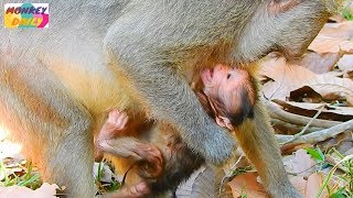 OMG! Jade mom wean baby just born to stop milk | Jade mom don't baby milk her | Monkey Daily 2236