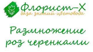 Размножение роз черенкованием (необычные способы)