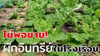 ไม่พอขาย!ปลูกผักอินทรีย์ในโรงเรือน (Growing organic vegetable in greenhouse) Farm Station