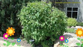 Дерен белый Минбат. Краткий обзор, описание характеристик cornus alba baton roug Minbat