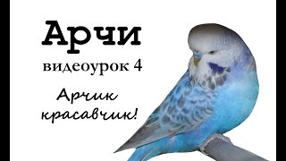 ? Учим попугая по имени Арчи говорить, видеоурок 4: "Арчик красавчик!"