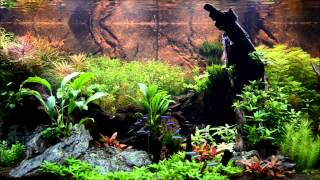 Planted Tank - DIY Led Build 526 Watt - First day over the tank