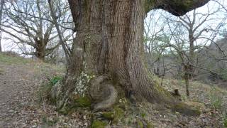 Les arbres féeriques