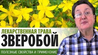 Трава ЗВЕРОБОЙ свойства | универсальное лекарственное средство | средство от весенней депрессии
