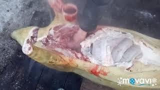 Забой хряка мангала(весь процесс + разделка)
