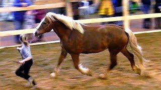 Футаж Лошади. Породы Лошадей. Тяжеловозы. Советский Тяжеловоз. Красивые Лошади. Видеофутажи