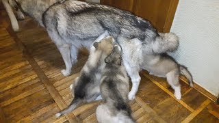ЩЕНКИ СЪЕЛИ МАМУ / маламут выживает / puppies ate mom