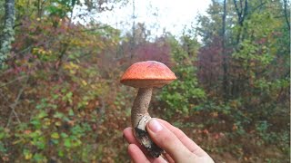 Какие грибы растут в ноябре. Разведка грибных мест. Грибы 2019