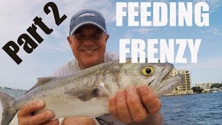 Catching Ladyfish, Bluefish and Jacks During Feeding Frenzy (PART 2)