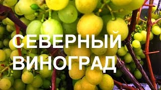 СЕВЕРНЫЙ ВИНОГРАД Выбор сортов