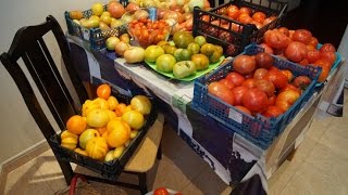 СКАЗОЧНЫЙ УРОЖАЙ ТОМАТОВ 2016 года  СУПЕР СОРТА от ЕЛЕНЫ,