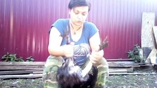 ПТИЧИЙ ДЕНЬ.  Ощипывание петуха
