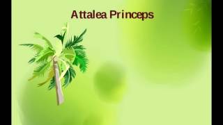 Аудиосказка Attalea princeps,В.Гаршин