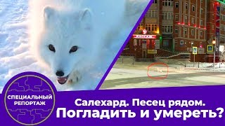 Специальный репортаж:  «Салехард. Песец рядом. Погладить и умереть?»