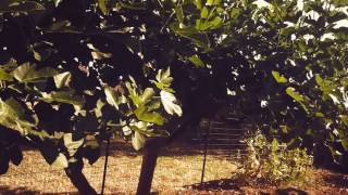 Best Vegan Farm Fresh Foods For Runners