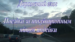 Покупка инкубационного яйца индейки // Дорожное видео