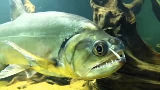 Payara 'Hydrolycus Armatus' - MonsterFish [HD]