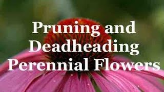 Pruning Perennials and  Deadheading Perennials