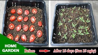 Mẹo Trồng Cây Cà Chua bằng trái Cà quen thuộc của bà nội trợ -  Tips for Growing Tomatoes