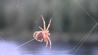 Паук плетёт паутину / Spider spins a web