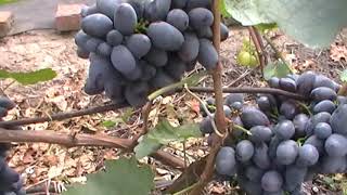 Сорт винограда "Гала" - сезон 2019 # Grape sort "Gala"