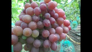 Виноград-Ливия , Лия и Леди Патриция .