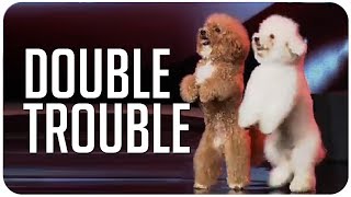 Two adorable, cute dogs impress the judges on Indonesia's Got Talent