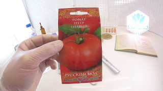 Томат Петр Первый. Гавриш